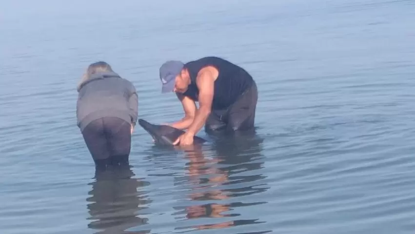 El animal apareció en la playa de Penco, generando sorpresa en la comunidad.