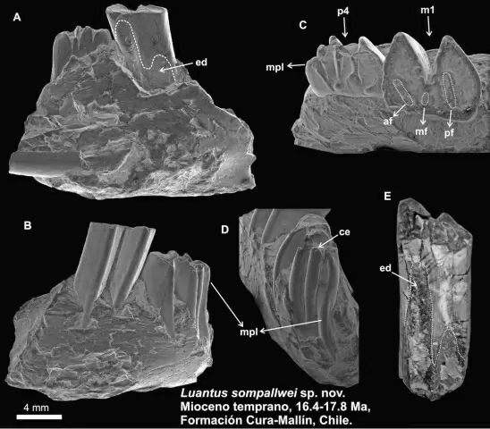Luantus sompallwei
