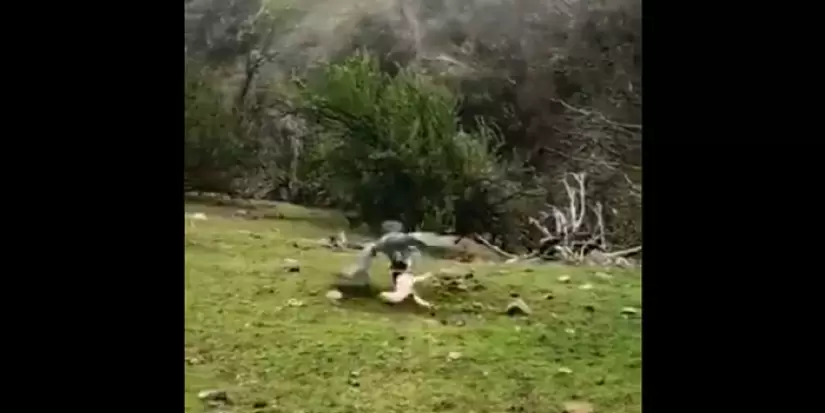 Impactante Registro Muestra A Una Aguila Mora Arrastrando A Perro Domestico Elcontraste Cl