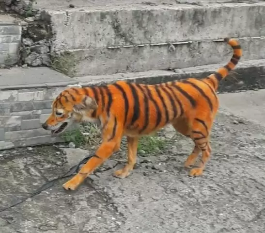 Malaysia Animal Association