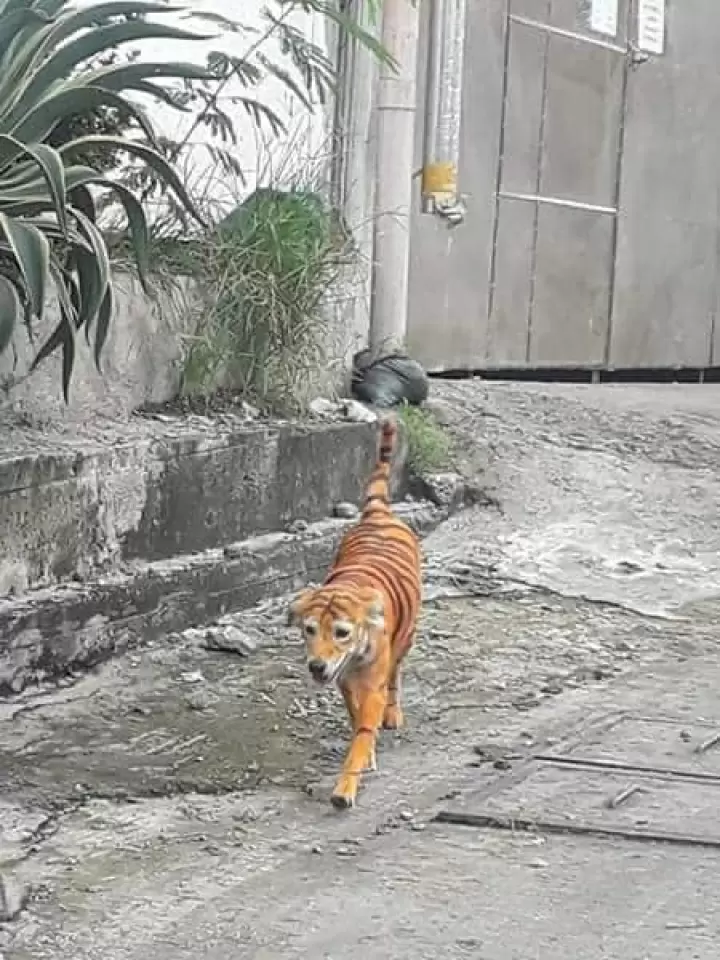 Malaysia Animal Association
