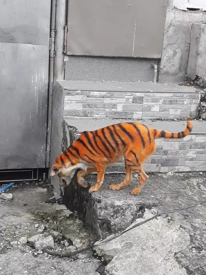 Malaysia Animal Association