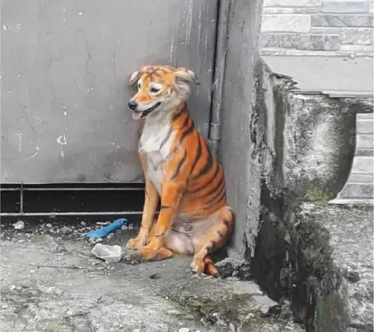 Malaysia Animal Association