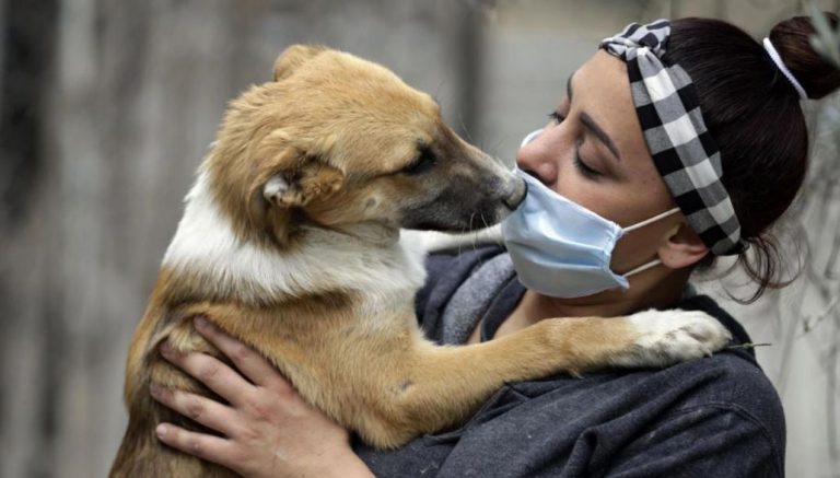 Gobierno realiza importante anuncio sobre mascotas: pueden ir a urgencia sin sacar el permiso