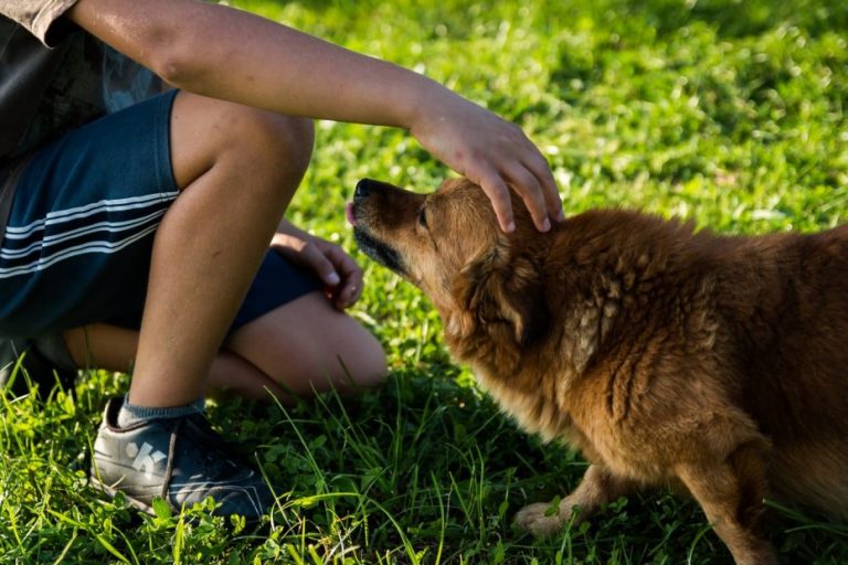 Presentan proyecto para dar un día libre a quienes se les muera su mascota