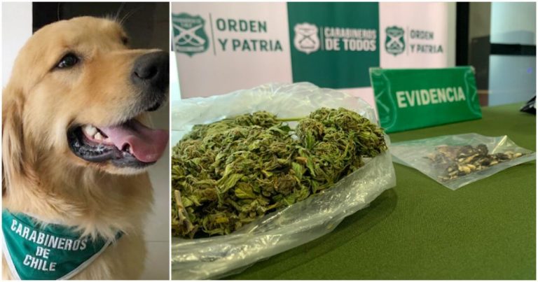 OS7 de Los Ángeles incauta marihuana y hongos alucinógenos en Mulchén