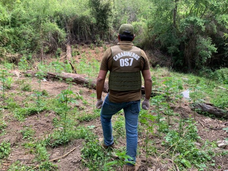 OS7 detiene a un sujeto con plantación de marihuana y un arma en Nacimiento