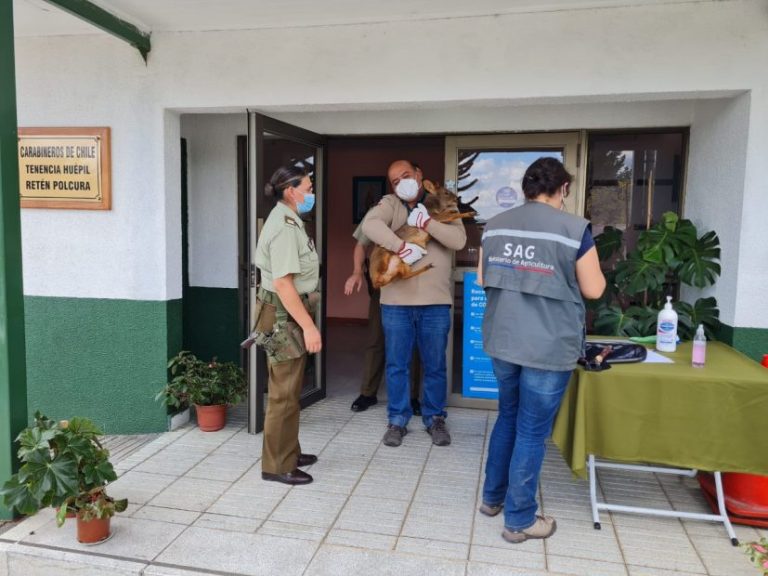 Encuentran pudú caminando por las calles de Polcura en la comuna de Tucapel