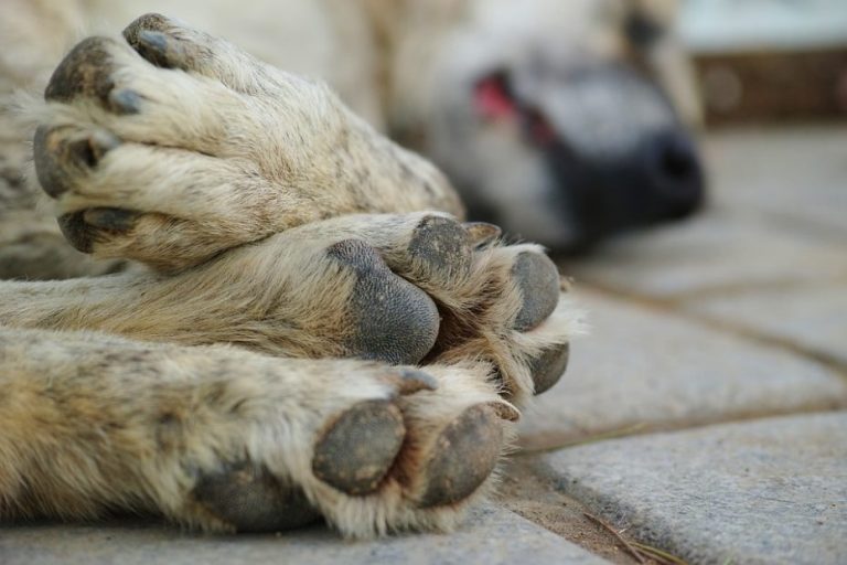 Carabinero usó arma de servicio contra perro que lo habría mordido: can murió en el lugar