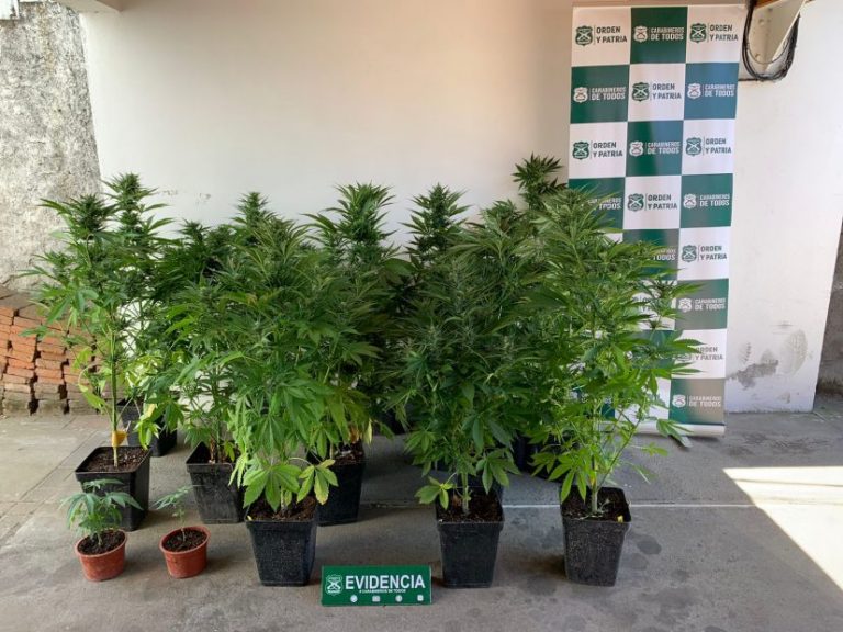 Carabineros de la OS7 incauto 18 plantas de marihuana en Los Ángeles