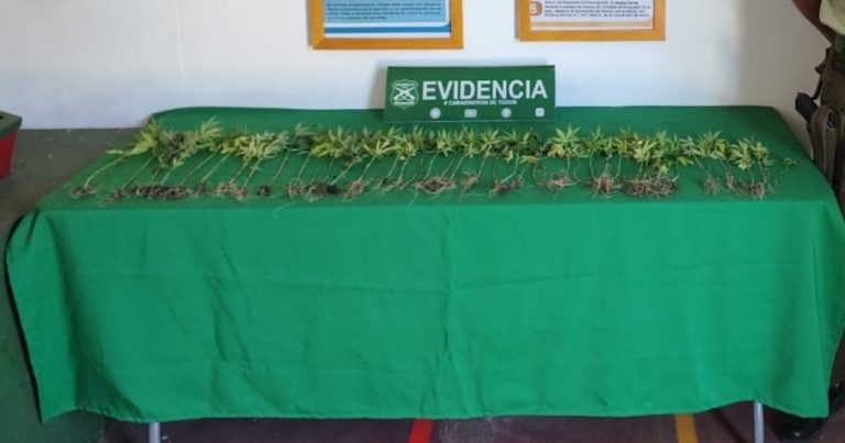 Carabineros de Río Claro encontraron cultivo de marihuana en proceso que dejó un detenido