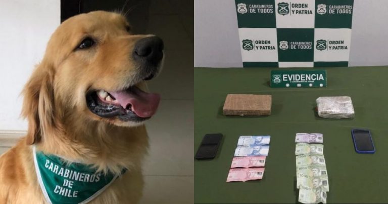 Perra policial detecta 2 kilos de cocaína  al interior de un vehículo en Mulchén