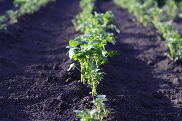 Israel donará tecnología para reconstrucción agrícola en tres regiones