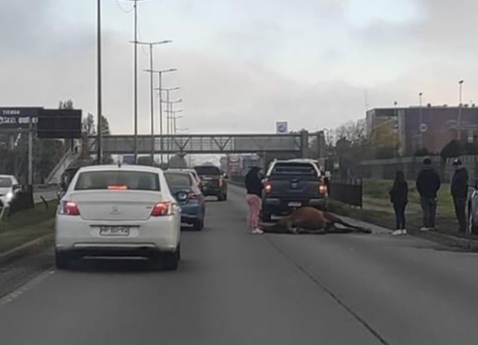 Caballo muere tras ser atropellado en autopista de Talcahuano