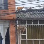 Hubo final feliz: perrito que se atascó en cables de luz por perseguir a un gato se hizo viral