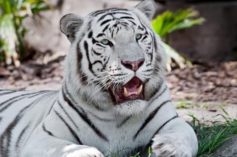 Animals Park cierra hasta nuevo aviso: dueño se recupera de ataque del tigre